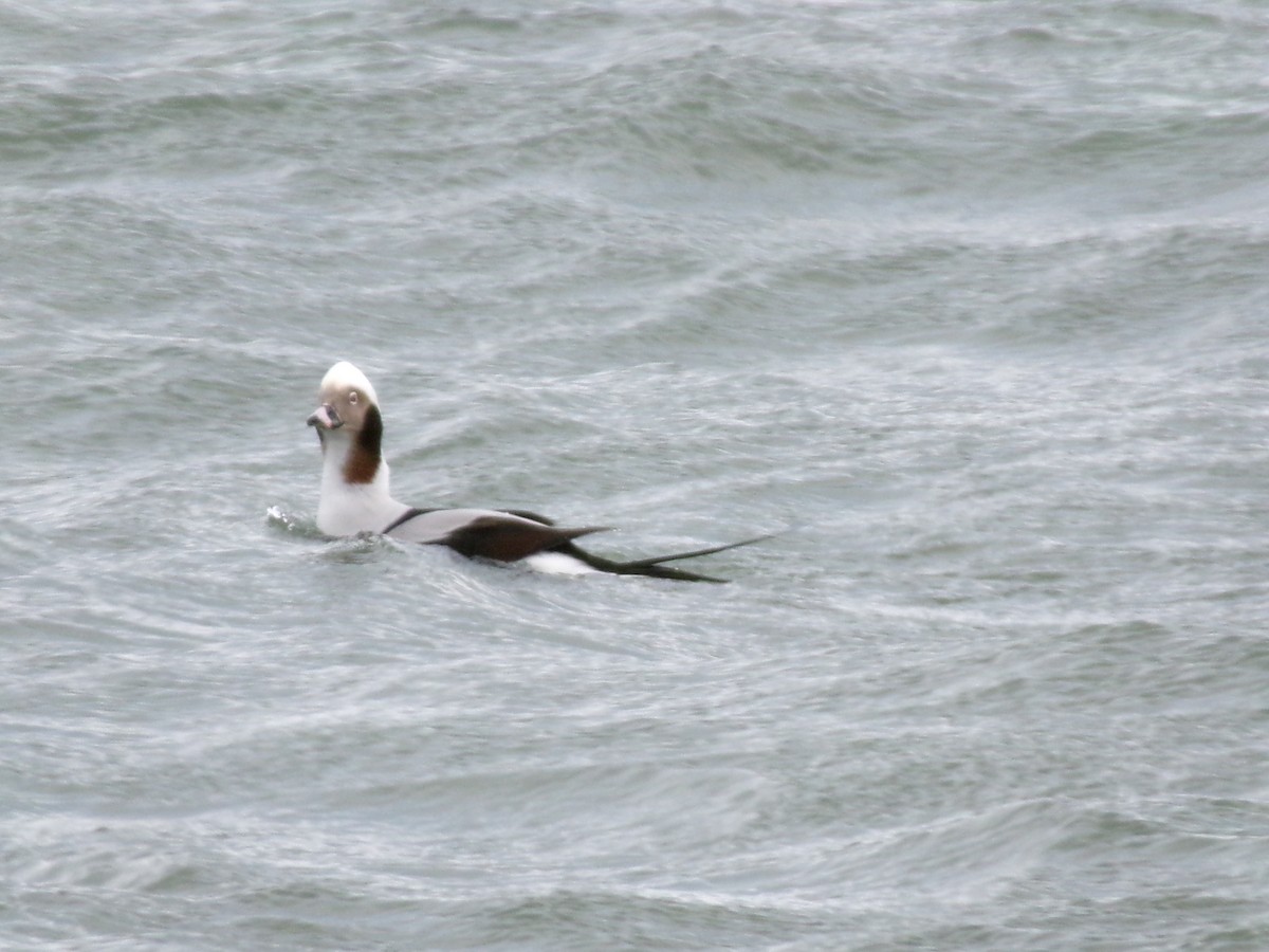 Long-tailed Duck - ML612426720