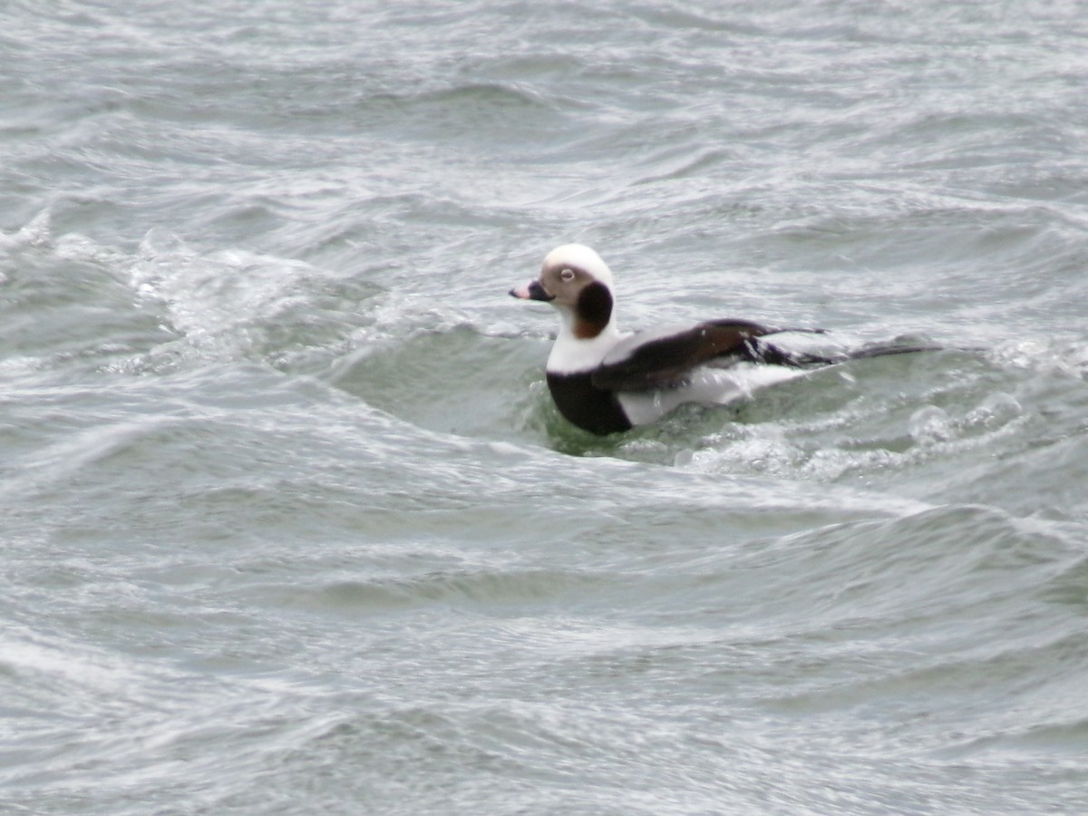 Long-tailed Duck - ML612426721