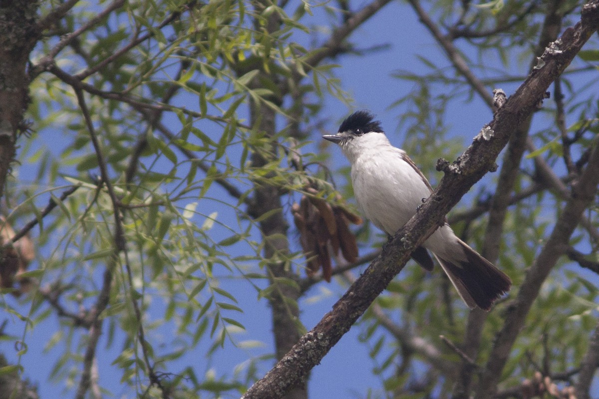 White-naped Xenopsaris - ML612426729