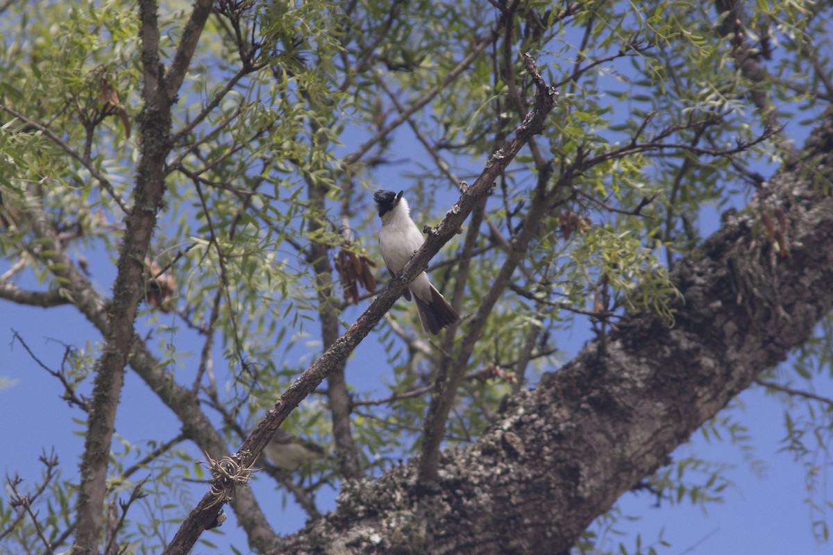 White-naped Xenopsaris - ML612426730