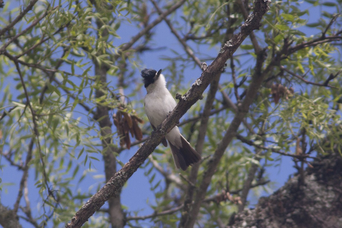 White-naped Xenopsaris - ML612426731