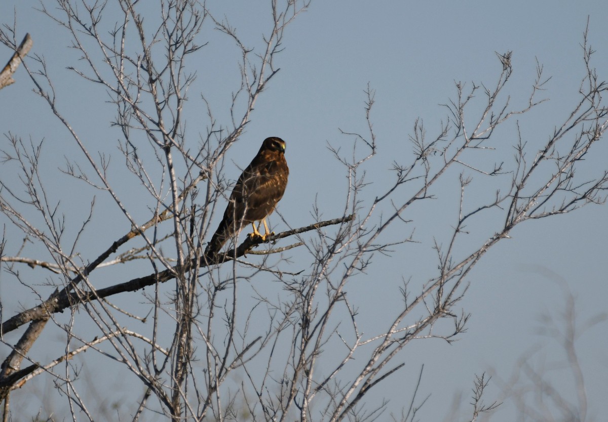 Northern Harrier - ML612426756