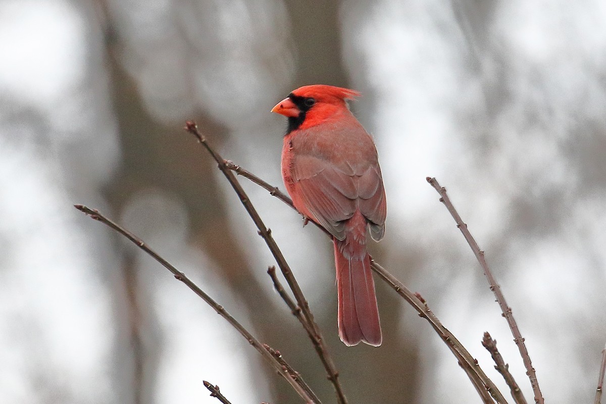 Northern Cardinal - ML612426795