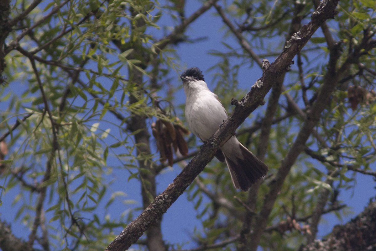 White-naped Xenopsaris - ML612426814