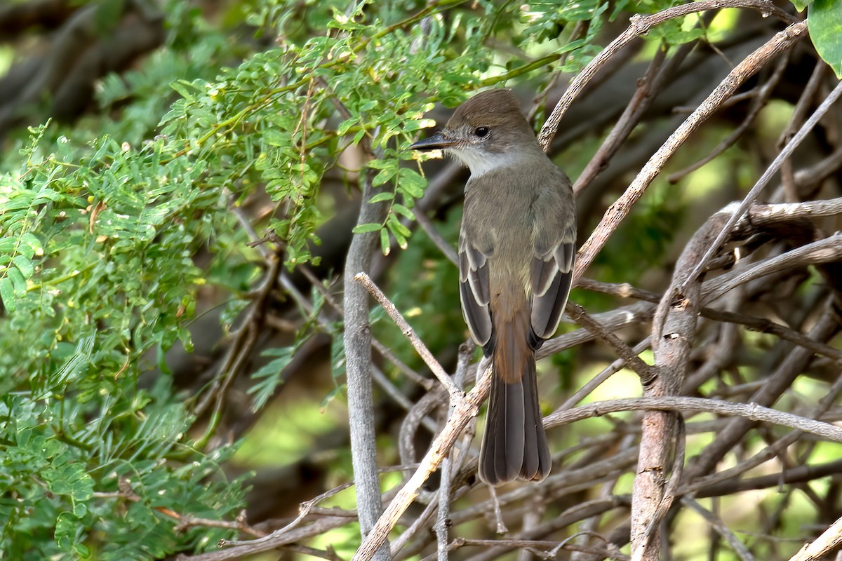 Brown-crested Flycatcher - ML612426815