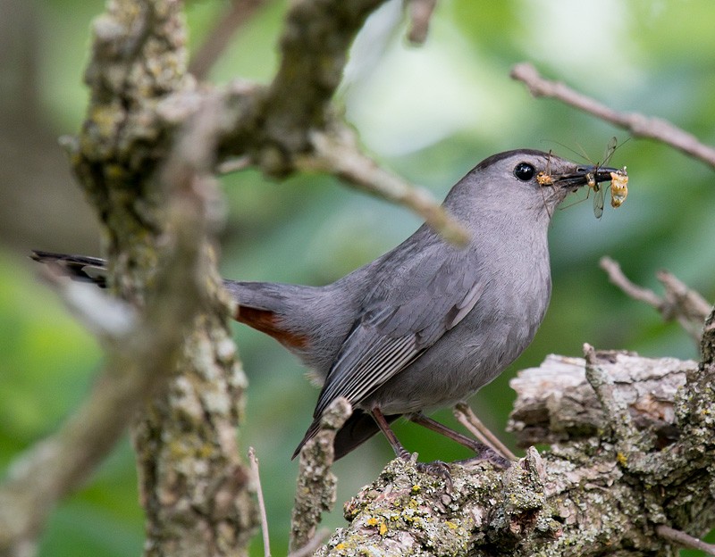 Gray Catbird - Mike Bailey