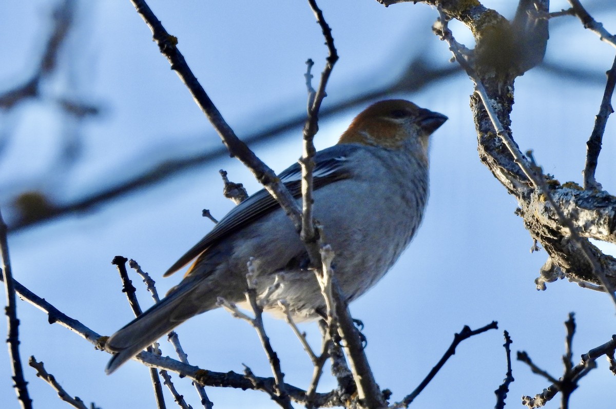 Нарсны шүршүү - ML612426917