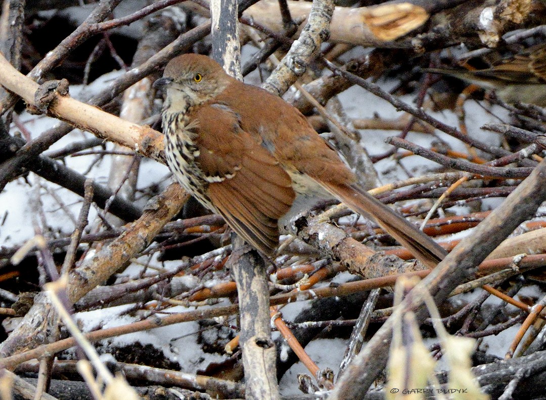 Brown Thrasher - Garry Budyk