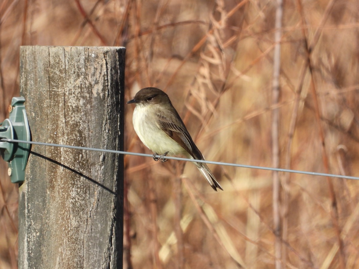 Eastern Phoebe - ML612426970