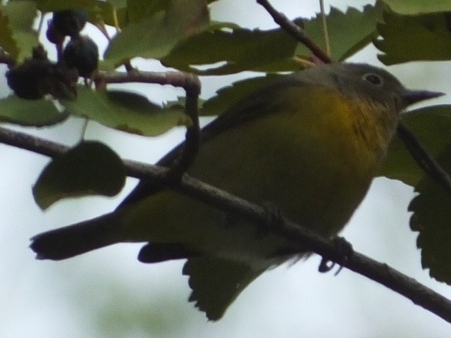 Nashville Warbler - ML612426993