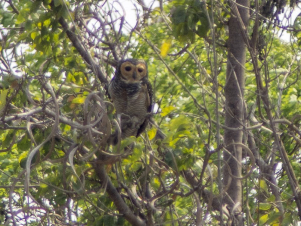 Spotted Wood-Owl - ML612426995