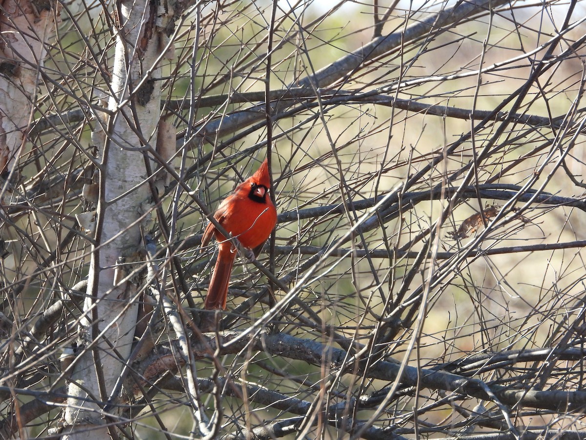 Northern Cardinal - ML612427010