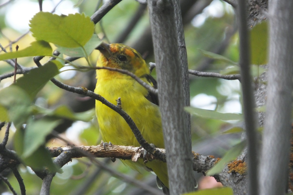 Western Tanager - ML612427011