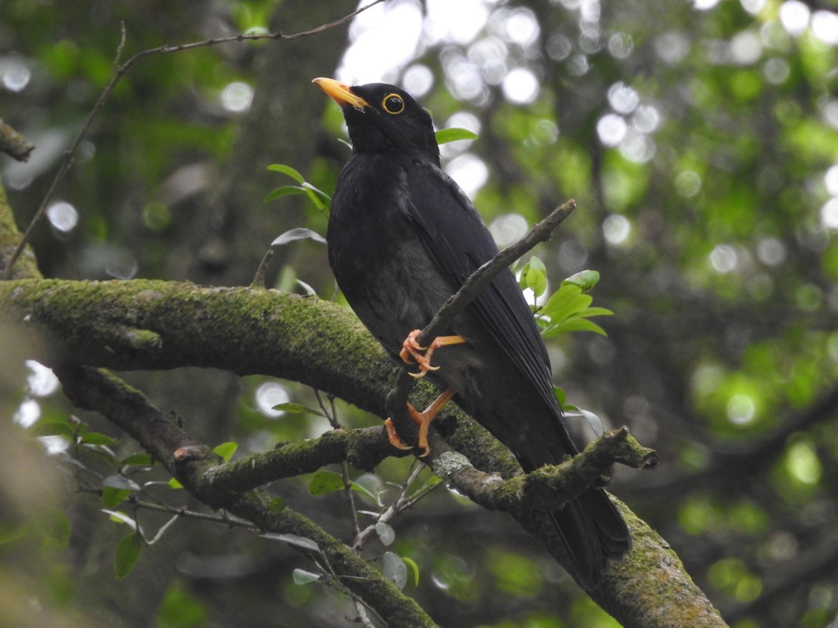 Yellow-legged Thrush - ML612427045