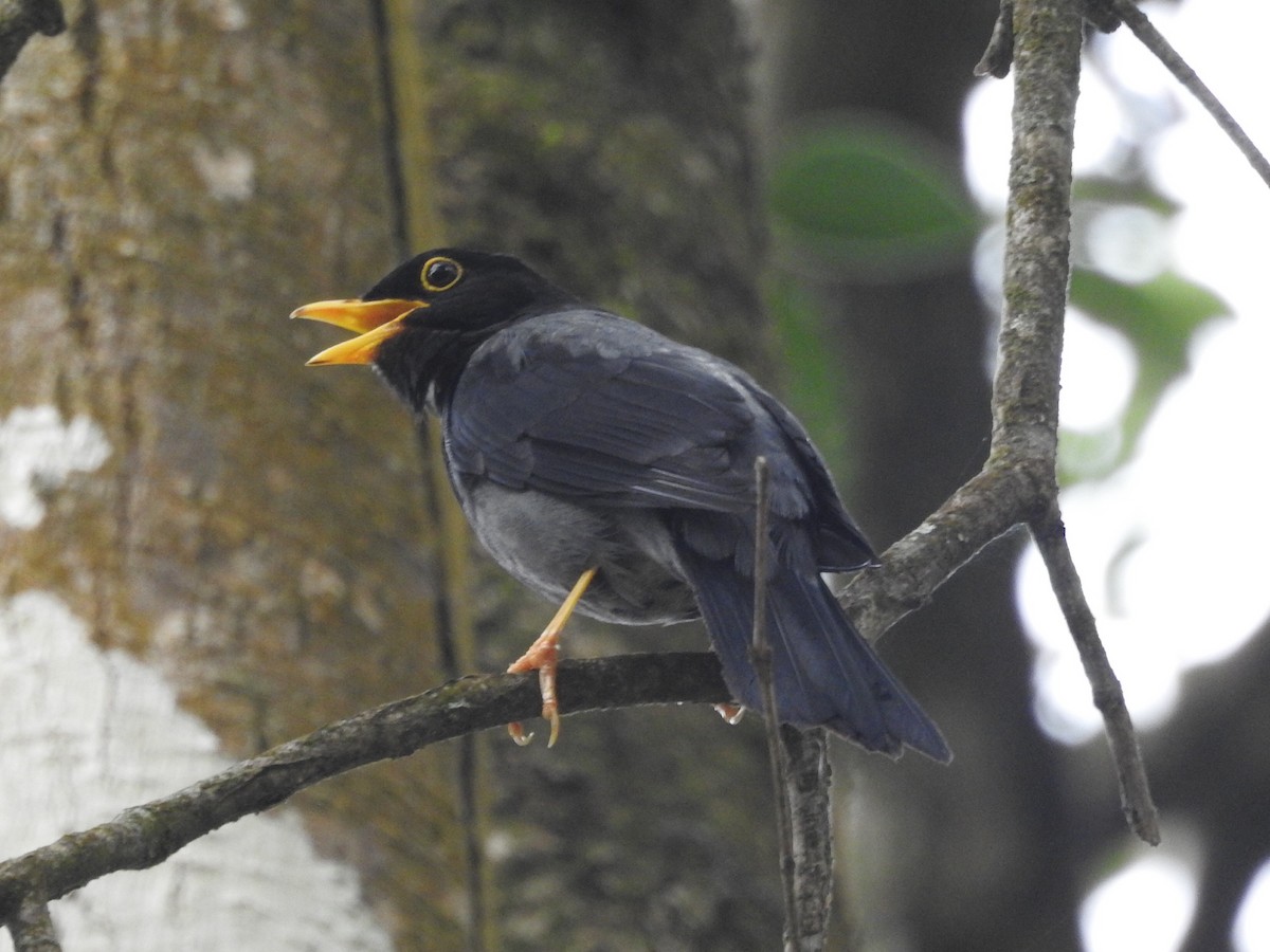 Yellow-legged Thrush - ML612427078