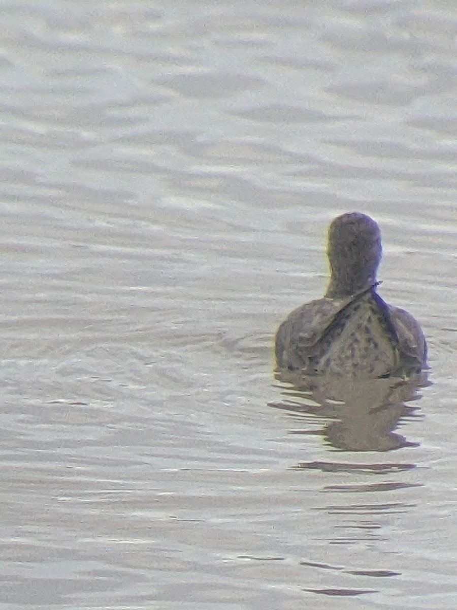 Stilt Sandpiper - ML612427115