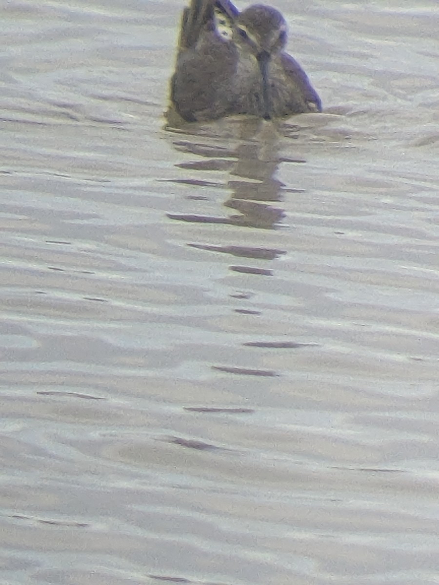 Stilt Sandpiper - ML612427134