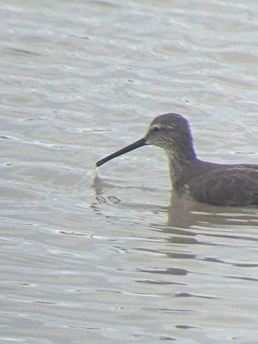 Stilt Sandpiper - ML612427135