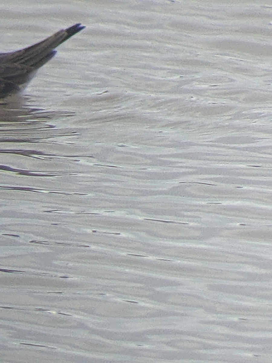 Stilt Sandpiper - ML612427136