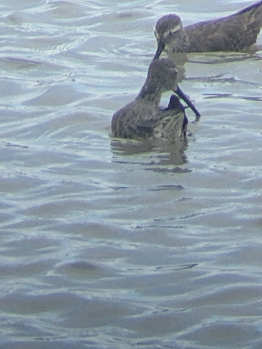 Stilt Sandpiper - ML612427137