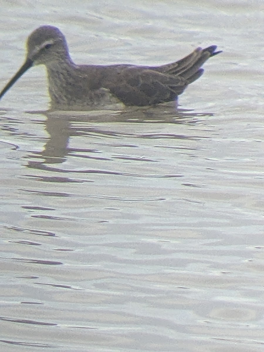 Stilt Sandpiper - ML612427138