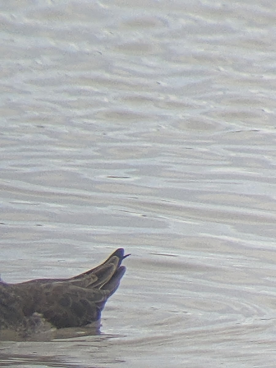 Stilt Sandpiper - ML612427139