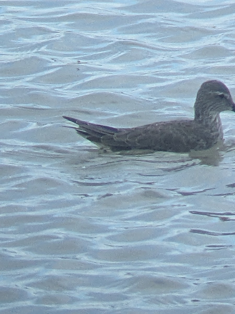 Stilt Sandpiper - ML612427140