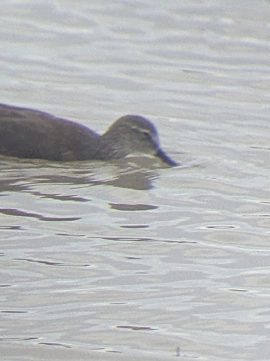 Stilt Sandpiper - ML612427141
