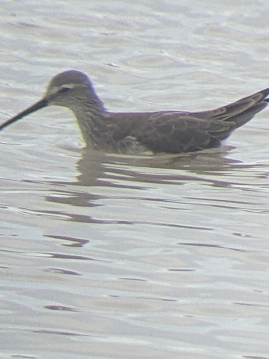 Stilt Sandpiper - ML612427142