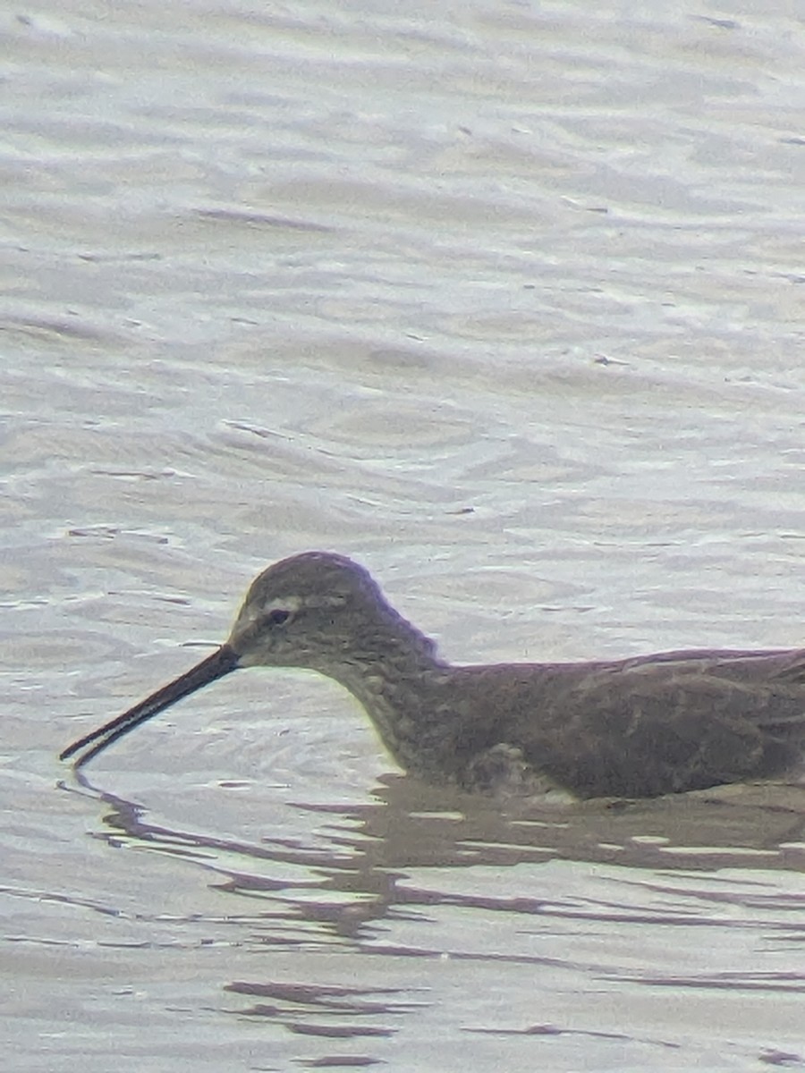 Stilt Sandpiper - ML612427143