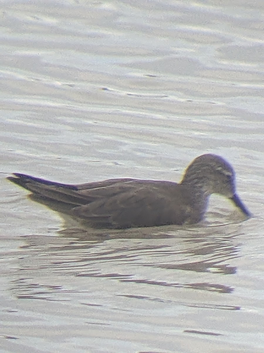 Stilt Sandpiper - ML612427145