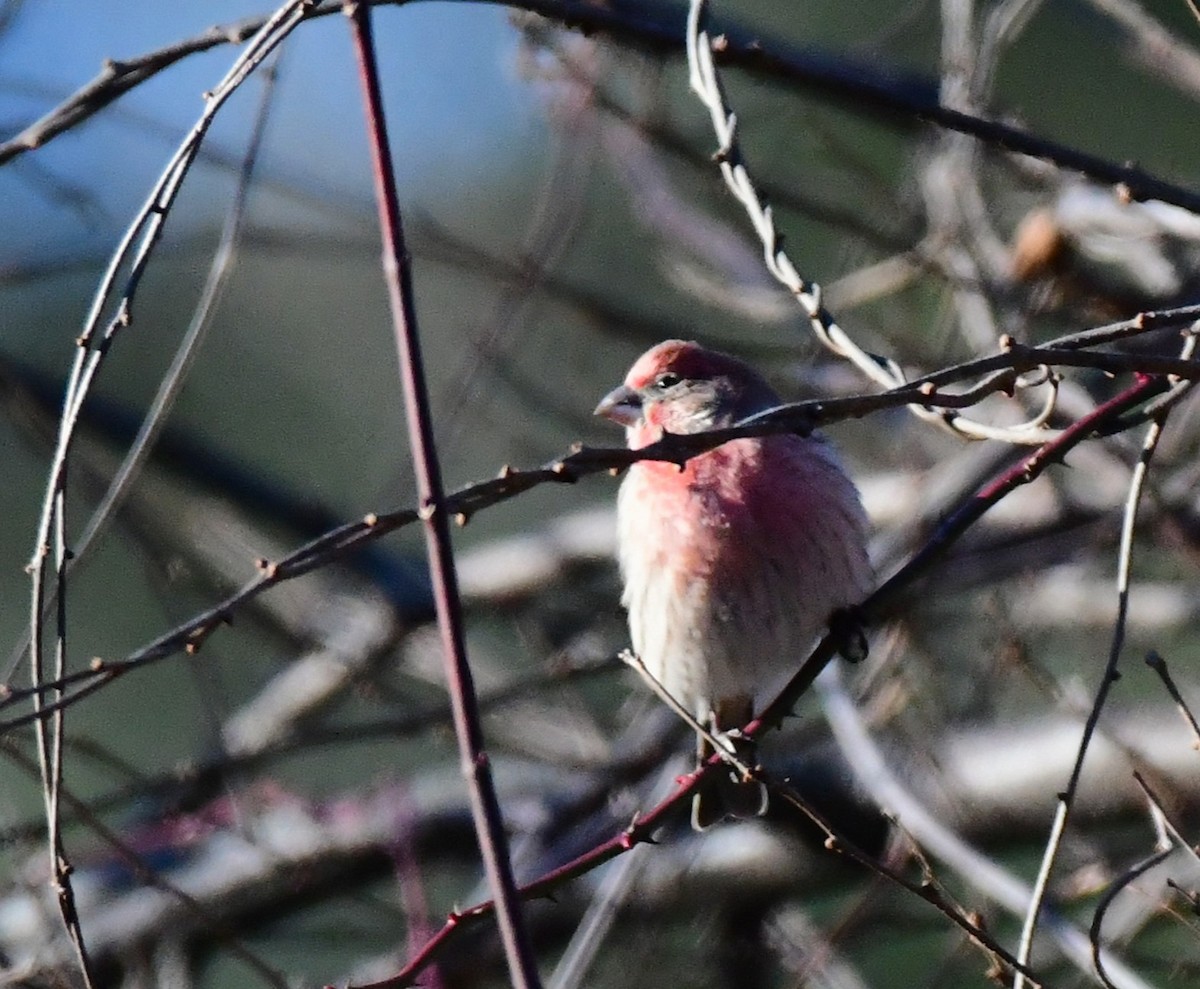 House Finch - ML612427186