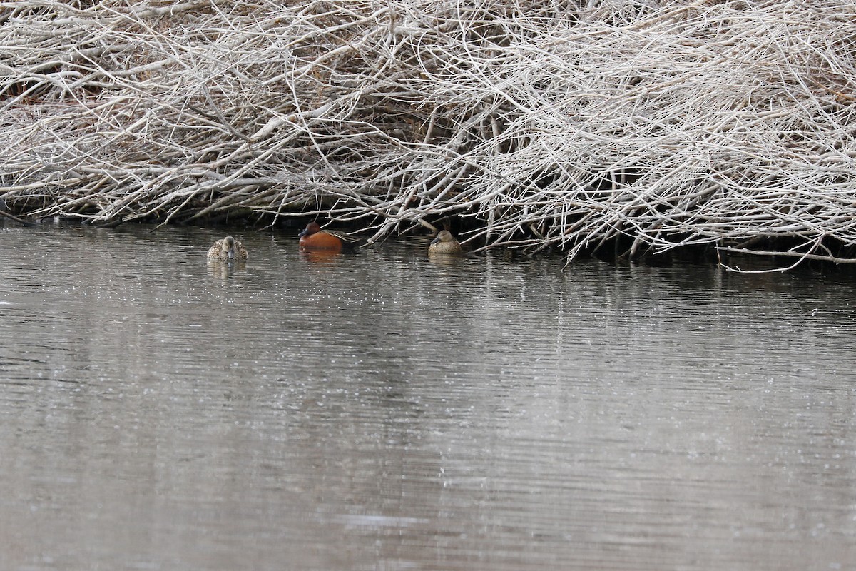 Cinnamon Teal - ML612427194