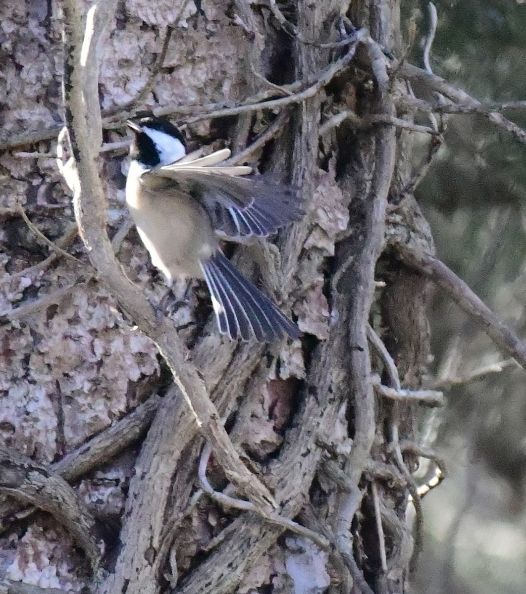 Mésange à tête noire - ML612427210