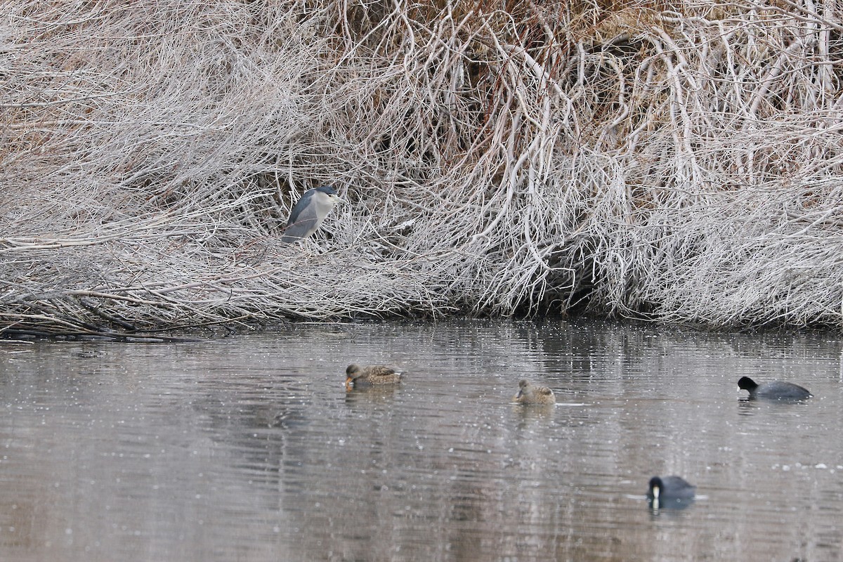 Ногоовор зашин - ML612427212