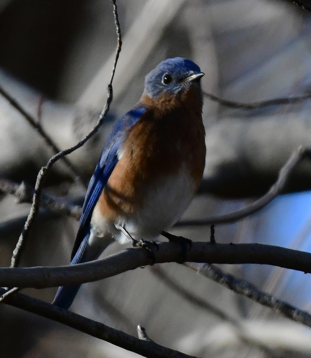 Eastern Bluebird - ML612427222