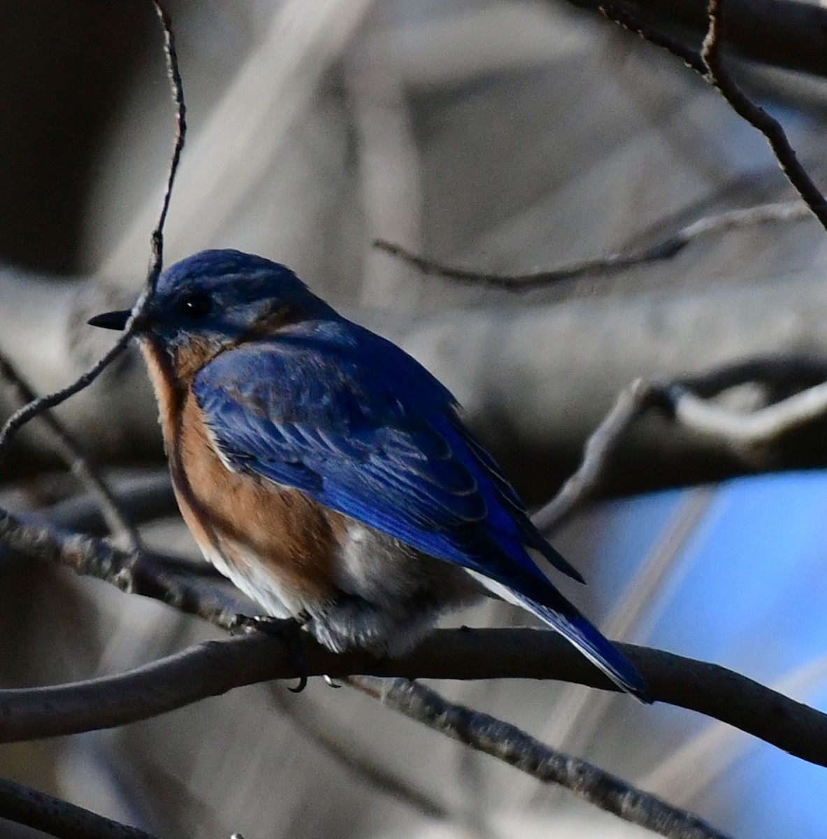 Eastern Bluebird - ML612427223