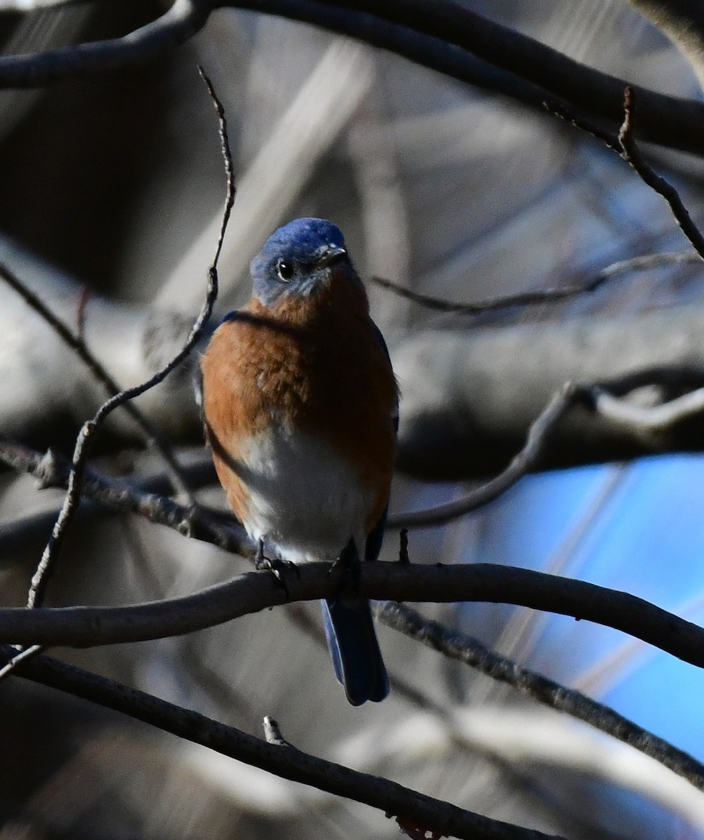 Eastern Bluebird - ML612427224