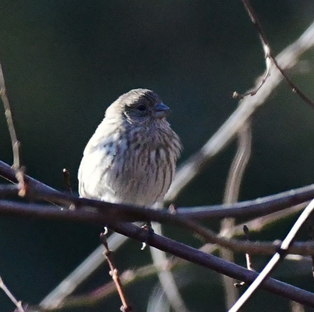 House Finch - ML612427232