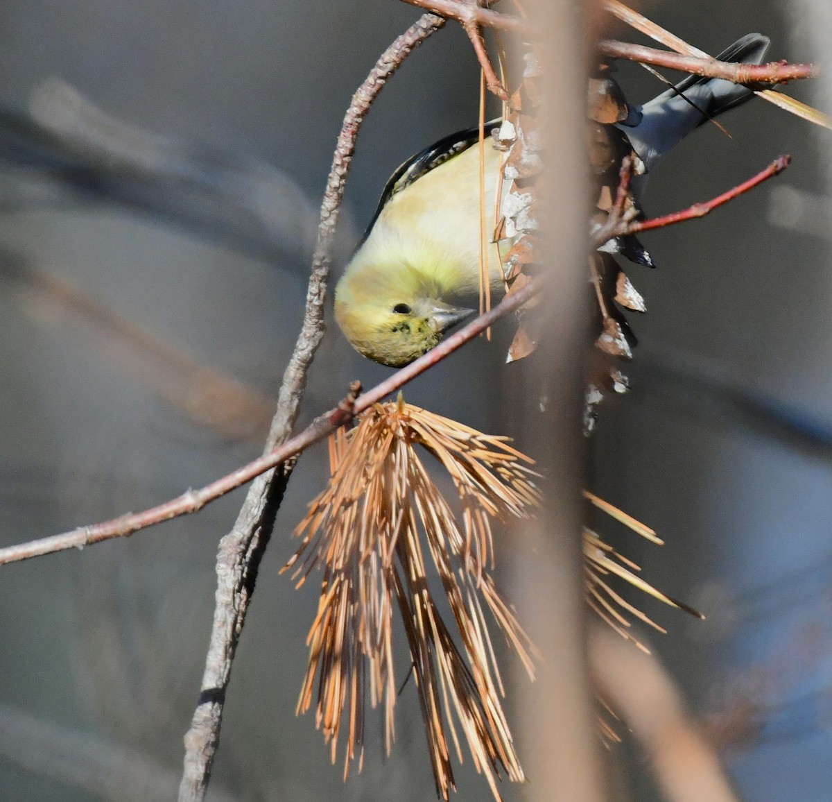 American Goldfinch - ML612427237