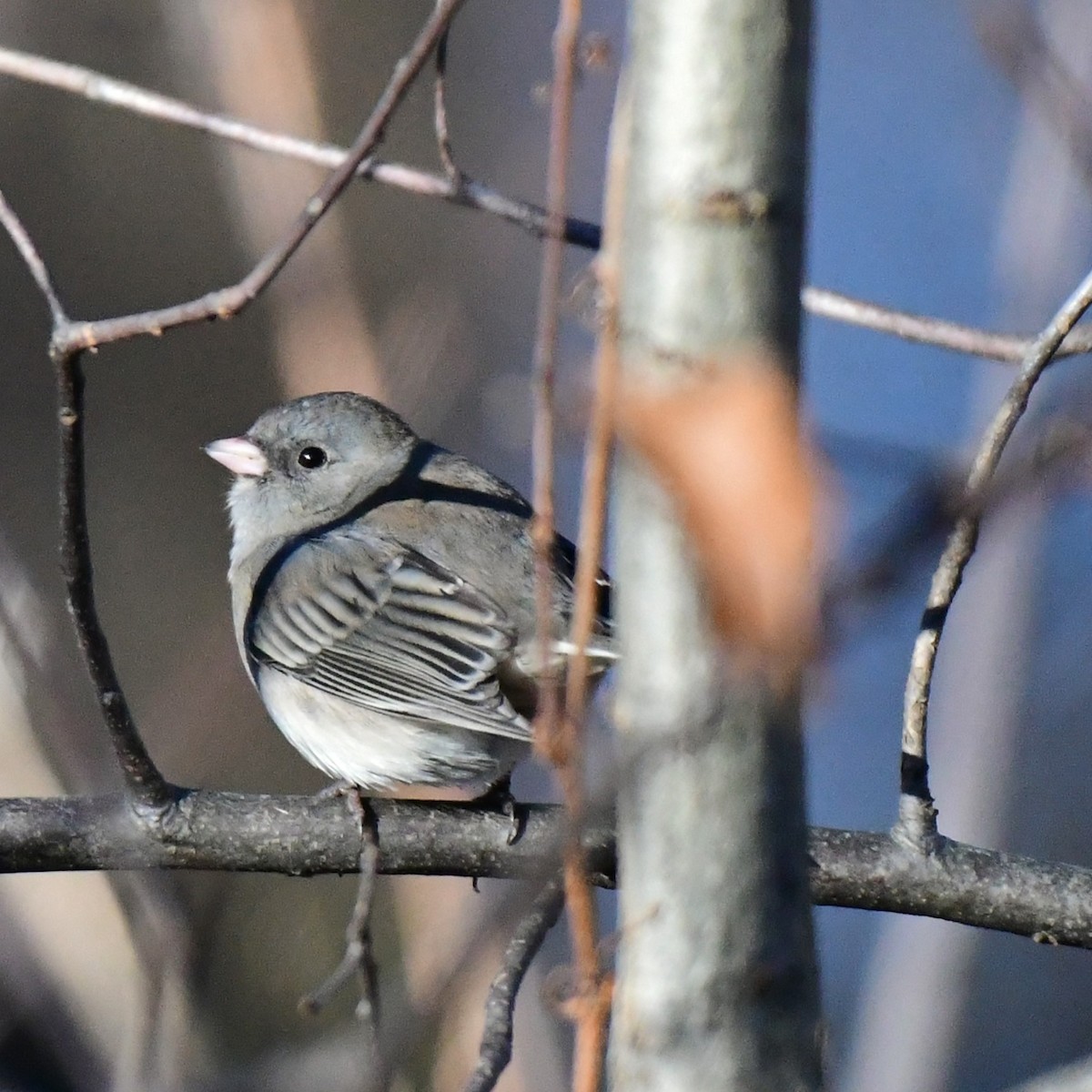 Dark-eyed Junco - ML612427245