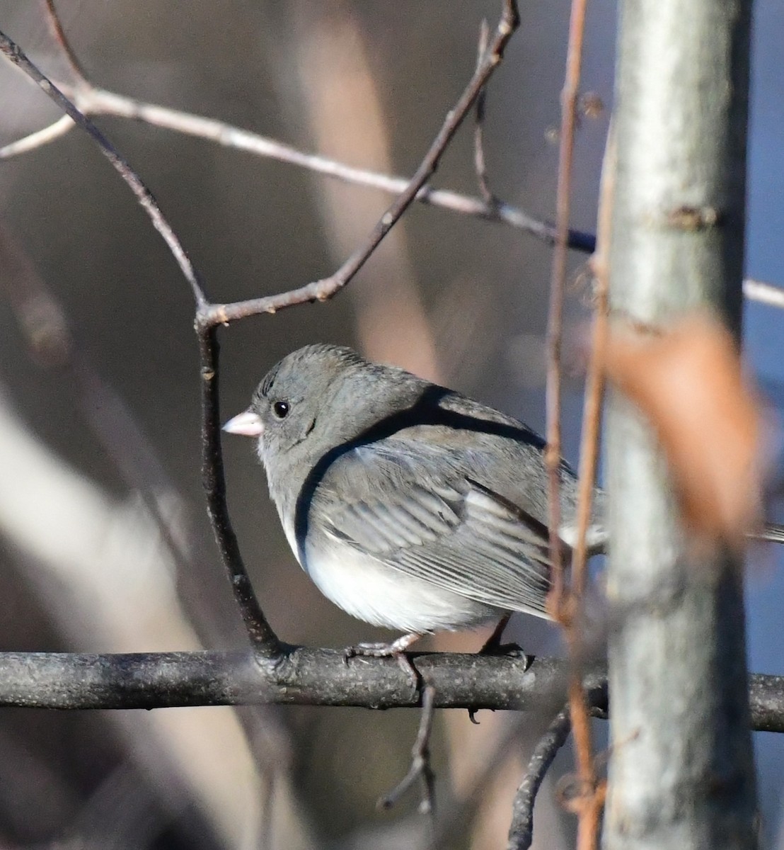 Dark-eyed Junco - ML612427246