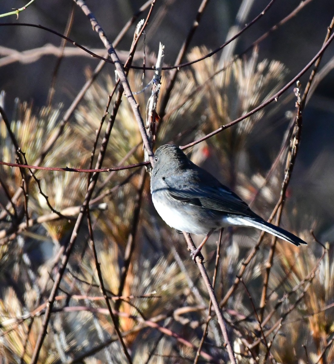 Junco Ojioscuro - ML612427247