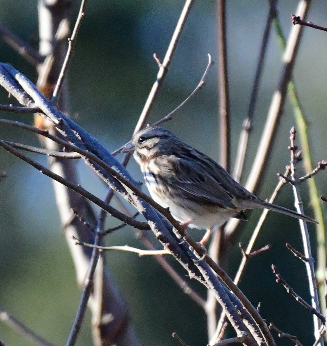 Song Sparrow - ML612427253