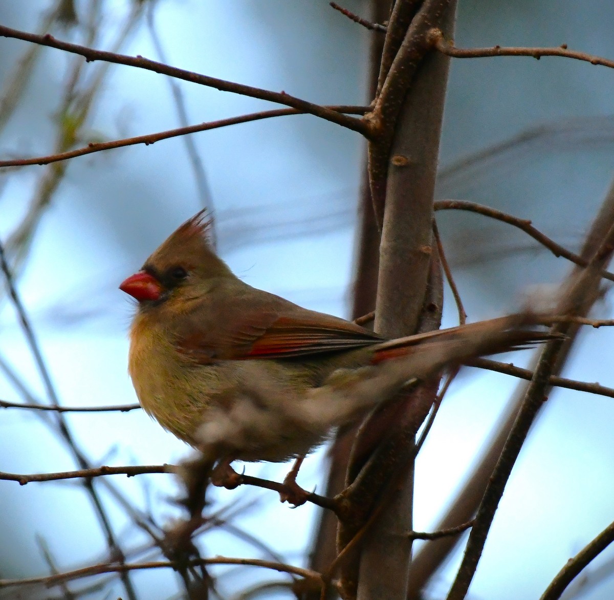 Northern Cardinal - ML612427257