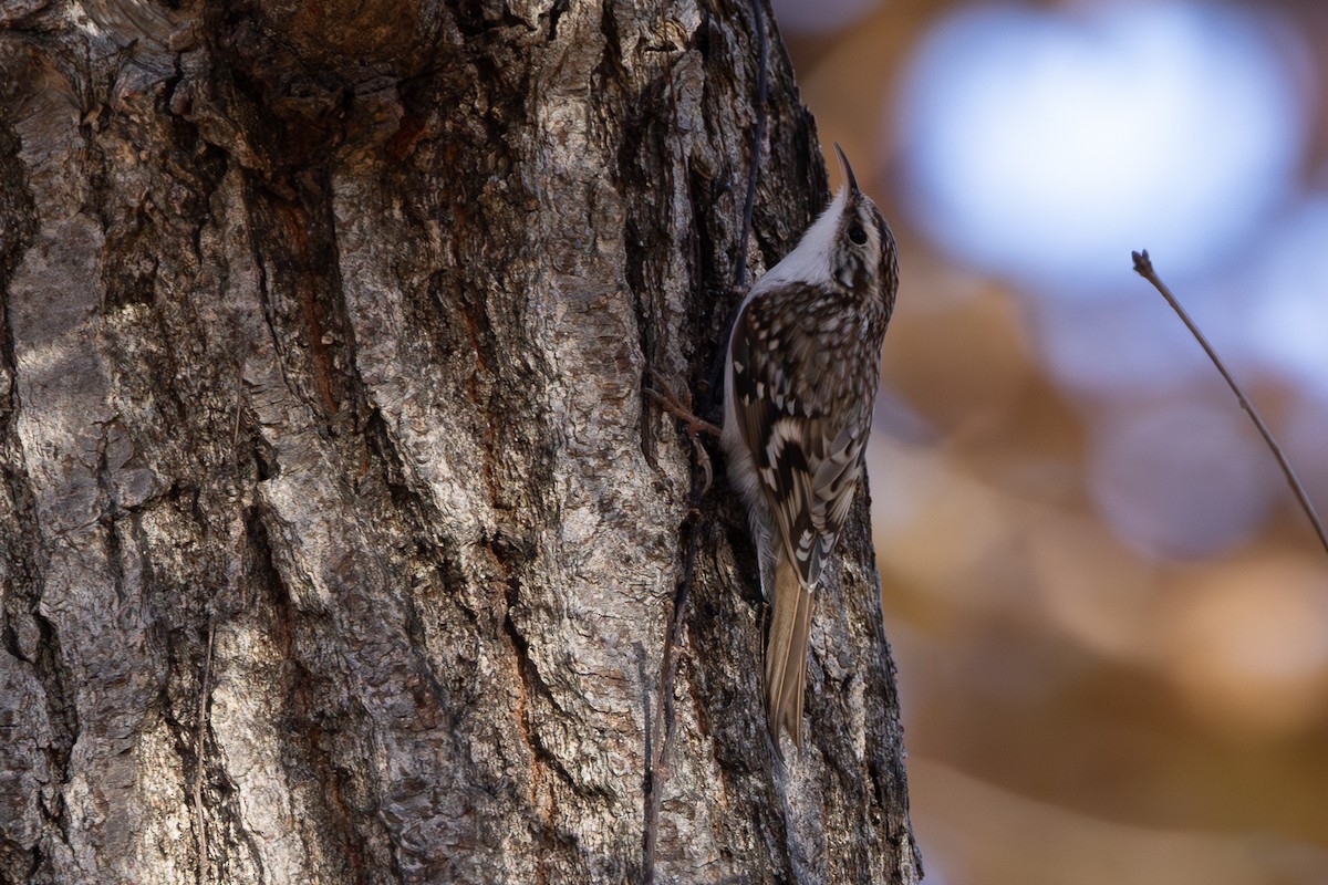 Eurasian Treecreeper - Doris Gertler