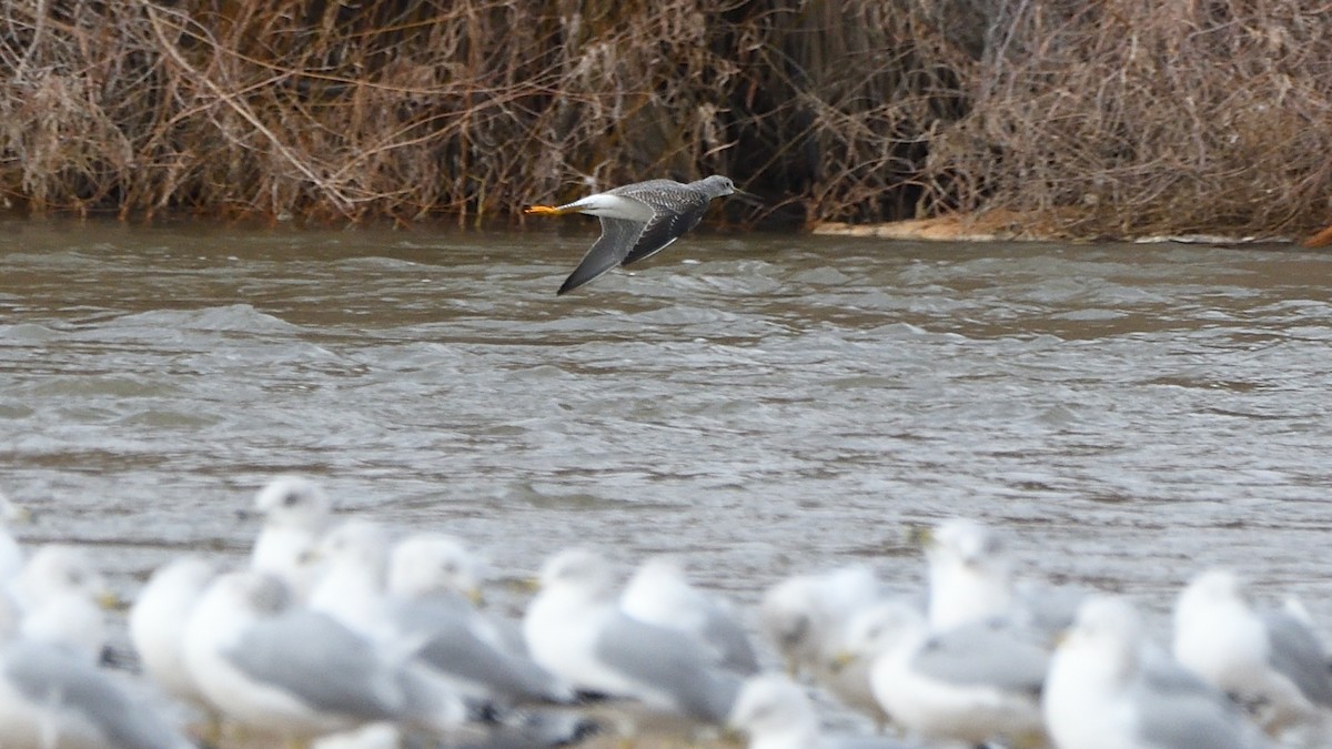 Greater Yellowlegs - ML612427281