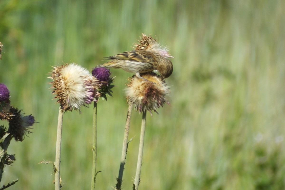 Pine Siskin - ML612427309