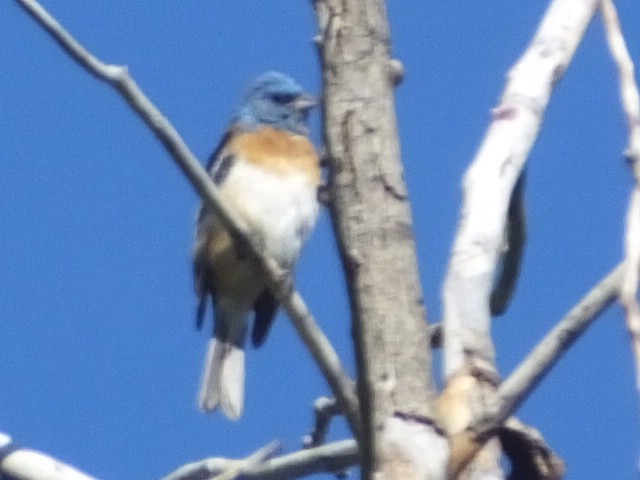 Lazuli Bunting - ML612427317