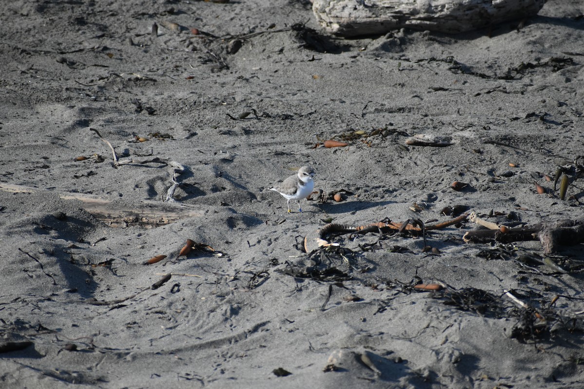 Snowy Plover - ML612427356